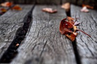 /album/galleria-fotografica/a1395273-10201820872157788-451964229-n-jpg/