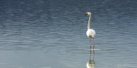 /album/galleria-fotografica/a1544951-10202457118543550-2103779767-n-jpg/