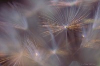 /album/galleria-fotografica/a1779702-10202507956174459-283284952-n-jpg/
